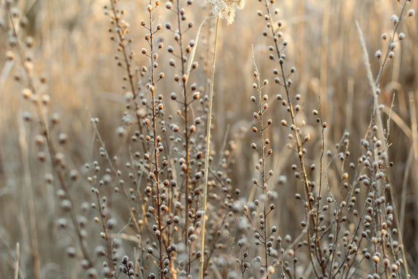 flax plants