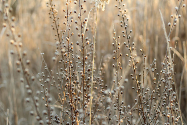 flax plants